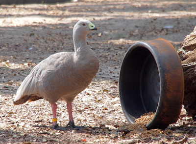 [This tan bird stands on the dirt beside a round feeding bowl which has been turned on its side so the seeds spill on the ground. The bird has a two-toned bill which is white on top and has a black strip on the bottom. Its entire head, belly, and back are the same light brown color. It has light pink legs and dark grey feet.]